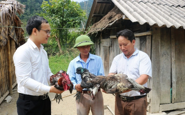 Ảnh 2: Nuôi Gà đen – hướng thoát nghèo của người Mông Kỳ Sơn. Ảnh: A. Yên